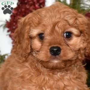 Teddy, Cavapoo Puppy
