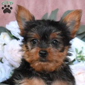 Teddy, Yorkie Puppy