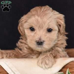Teddy, Maltipoo Puppy