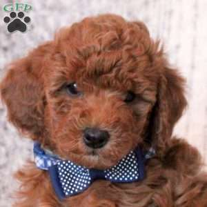 Teddy, Toy Poodle Puppy