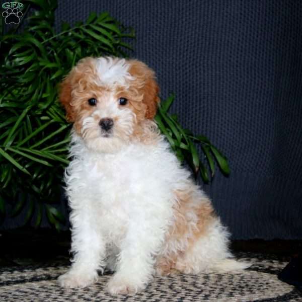 Teddy, Miniature Poodle Mix Puppy