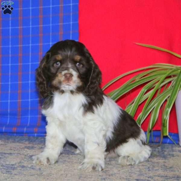 Teddy, Cocker Spaniel Puppy