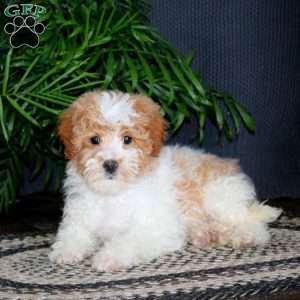 Teddy, Miniature Poodle Mix Puppy