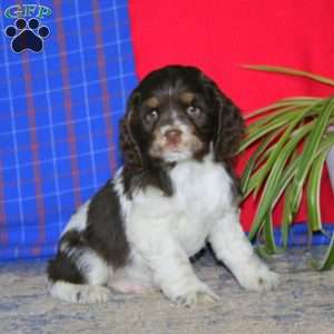 Teddy, Cocker Spaniel Puppy
