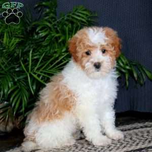 Teddy, Miniature Poodle Mix Puppy
