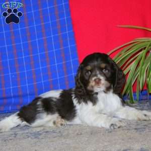 Teddy, Cocker Spaniel Puppy