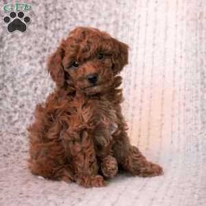 Tegan, Toy Poodle Puppy
