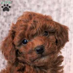 Tegan, Toy Poodle Puppy