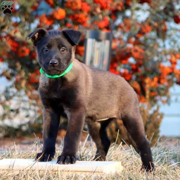 Teresa, Belgian Malinois Puppy