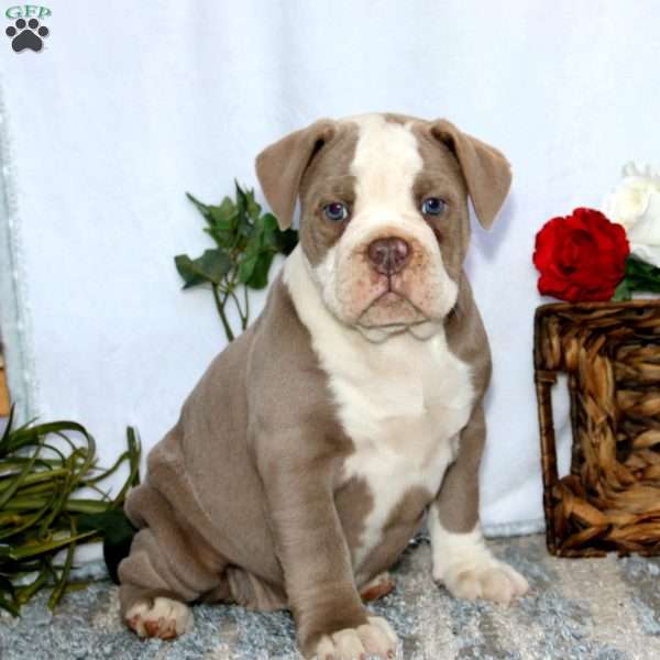 Teresa, Olde English Bulldogge Puppy