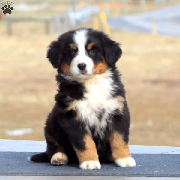 Teresa, Bernese Mountain Dog Puppy