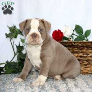 Teresa, Olde English Bulldogge Puppy