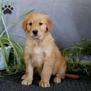 Teresa, Golden Retriever Puppy