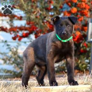 Teresa, Belgian Malinois Puppy