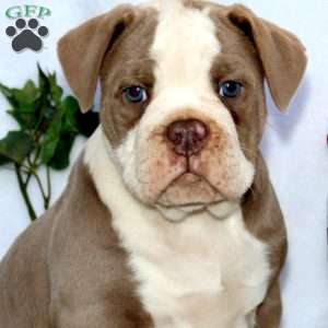 Teresa, Olde English Bulldogge Puppy