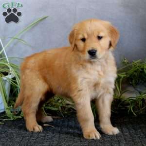 Teresa, Golden Retriever Puppy