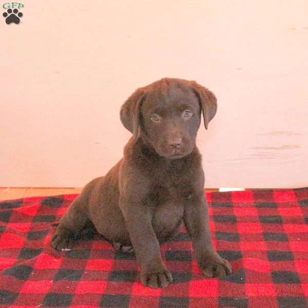 Tessa, Chocolate Labrador Retriever Puppy