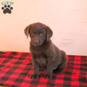 Tessa, Chocolate Labrador Retriever Puppy
