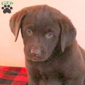Tessa, Chocolate Labrador Retriever Puppy