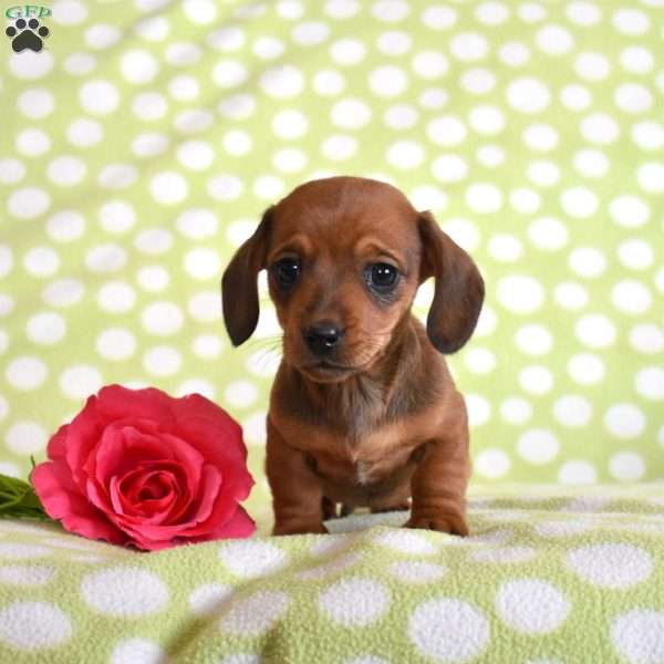 Tex, Dachshund Puppy