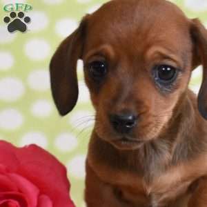 Tex, Dachshund Puppy