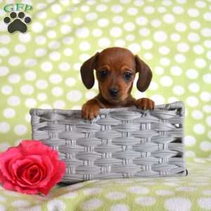 Tex, Dachshund Puppy