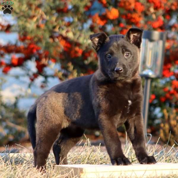 Thea, Belgian Malinois Puppy