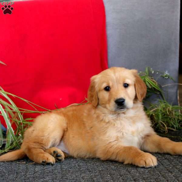 Thea, Golden Retriever Puppy