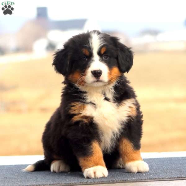 Thea, Bernese Mountain Dog Puppy