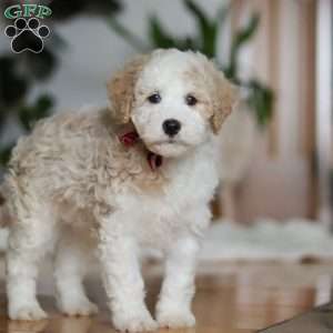 Theo, Sheepadoodle Puppy