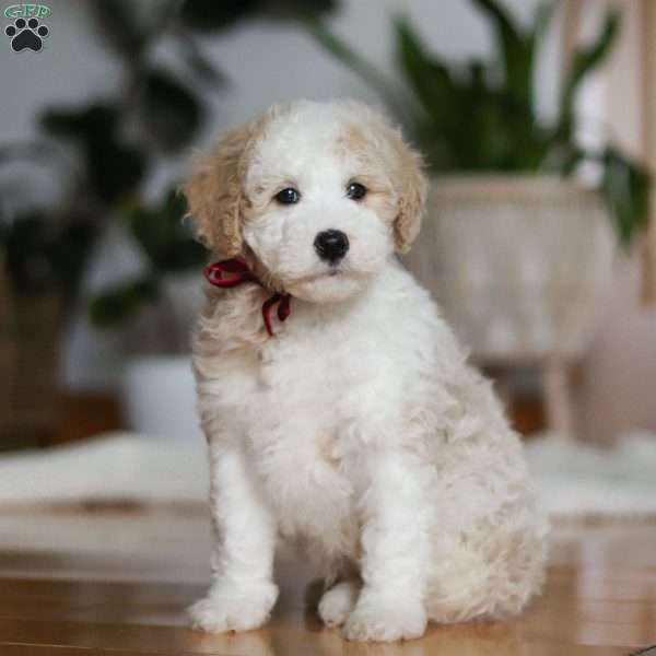 Theo, Sheepadoodle Puppy