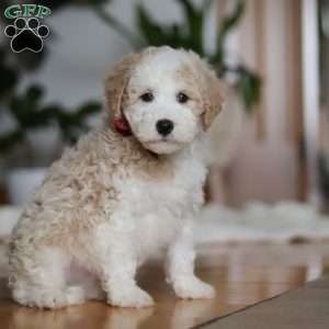 Theo, Sheepadoodle Puppy