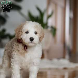 Theo, Sheepadoodle Puppy