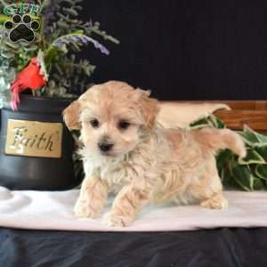 Theo, Maltipoo Puppy