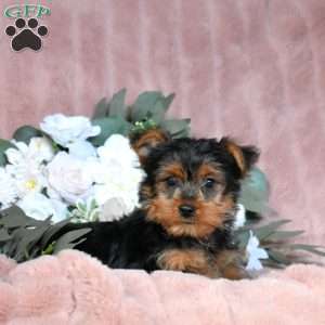 Theo, Yorkie Puppy