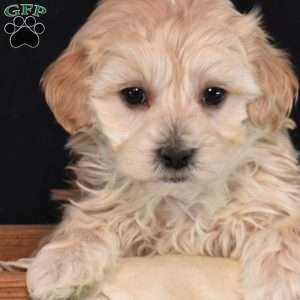 Theo, Maltipoo Puppy