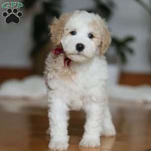 Theo, Sheepadoodle Puppy