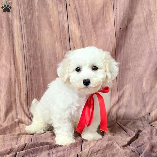 Thomas, Bich-Poo Puppy