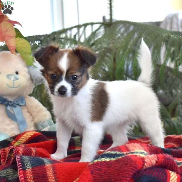 Thumper, Papillon Puppy