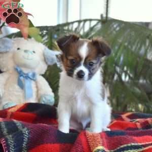 Thumper, Papillon Puppy