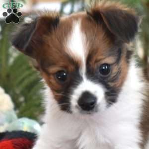 Thumper, Papillon Puppy