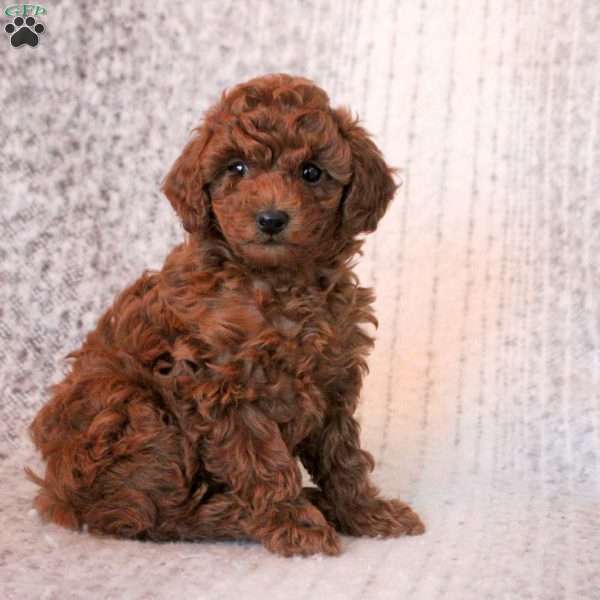 Tia, Toy Poodle Puppy
