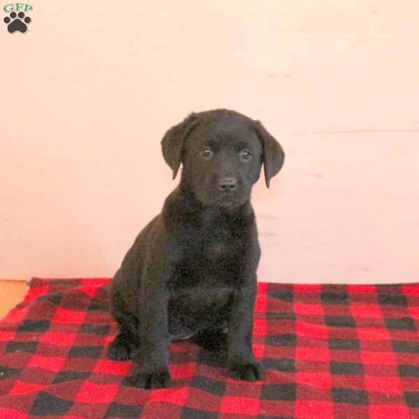 Tia, Black Labrador Retriever Puppy