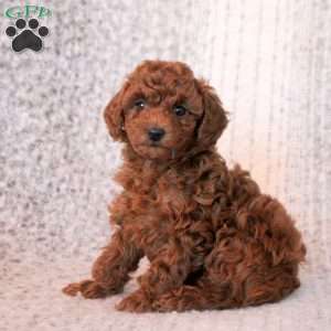 Tia, Toy Poodle Puppy