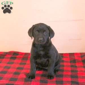 Tia, Black Labrador Retriever Puppy