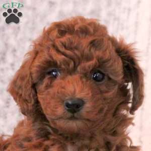 Tia, Toy Poodle Puppy