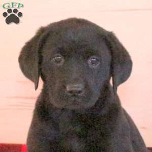 Tia, Black Labrador Retriever Puppy