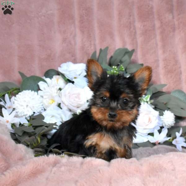 Tigger, Yorkie Puppy