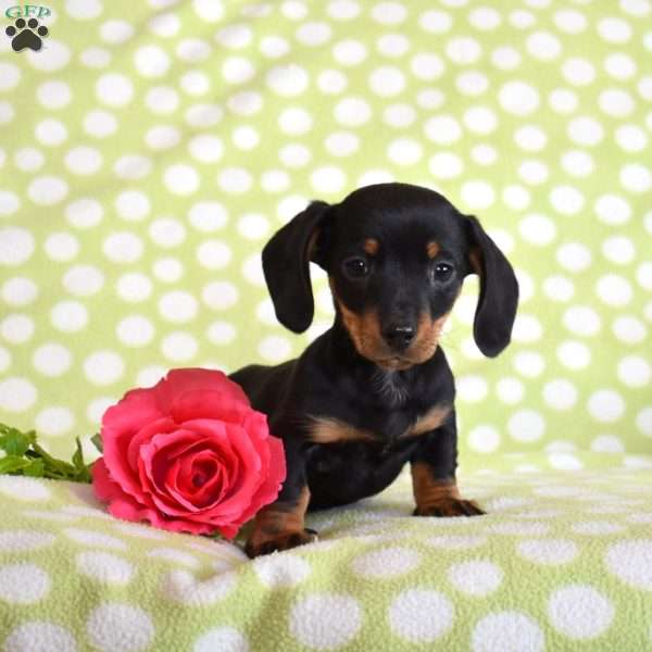 Tigger, Dachshund Puppy