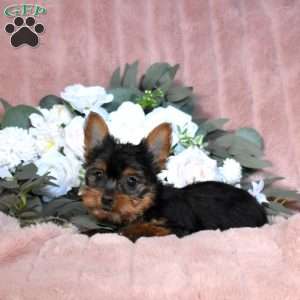 Tigger, Yorkie Puppy